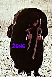 Žene