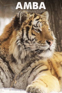 Amba: The Russian Tiger