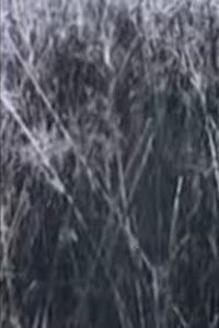 Người Về Đồng Cói