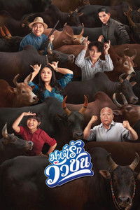 มนต์รักวัวชน