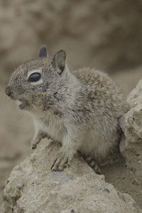 San Diego: America's Wildest City