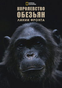 Королевство обезьян: линии фронта