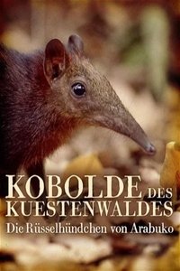 Kobolde des Küstenwaldes - Die Rüsselhündchen von Arabuko