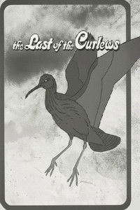 The Last of the Curlews