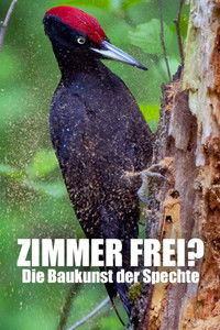 Zimmer Frei? Die Baukunst der Spechte