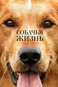 Собачья жизнь