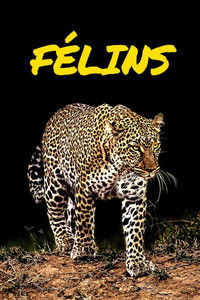 Félins