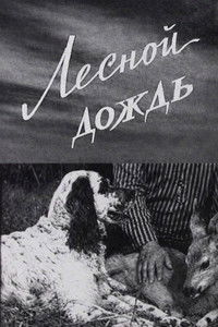 Лесной дождь