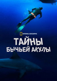 Тайны бычьей акулы