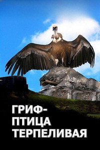 Гриф - птица терпеливая