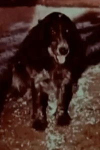 Золотая нога