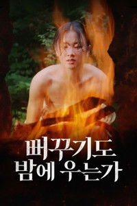 뻐꾸기도 밤에 우는가