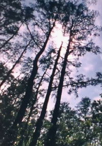 Wilderness: A Country in the Mind